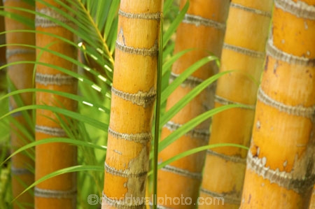 bamboo;flora;foliage;Natural-background;Natural-backgrounds;Nature;pattern;patterns;plant;plants;stem;stems;tropical;trunk;trunks;vegetation