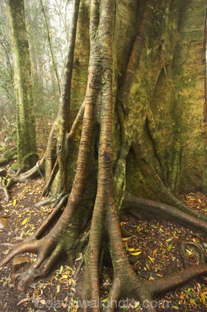 australasia;Australia;australian;bark;bush;butress;butress-roots;butresses;buttress;buttresses;dead-leaf;dead-leaves;deforest;environment;environment-issues;environmental;environmental-issues;foliage;forest;forests;gold-Coast;green;greenery;Hinterlan;Hinterland;lamington-National-Park;leaf;leaves;lumber;lush;natural;nature;old;parasite;parasitic;plant;Queensland;rain-forest;rain-forests;rain_forest;rain_forests;rainforest;rainforests;root;roots;strangler-fig-tree;strangler-figs;timber;tree;tree-bark;tree-trunk;tree-trunks;trees;tropical;tropical-vegetation;trunk;trunks;undergrowth;underwood;vegetation;wilderness;wood;woods