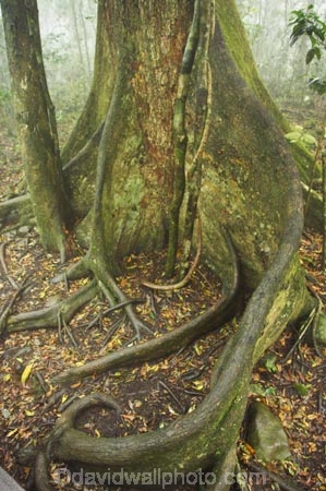 australasia;Australia;australian;bark;bush;butress;butress-roots;butresses;buttress;buttresses;dead-leaf;dead-leaves;deforest;environment;environment-issues;environmental;environmental-issues;foliage;forest;forests;gold-Coast;green;greenery;Hinterlan;Hinterland;lamington-National-Park;leaf;leaves;lumber;lush;natural;nature;old;parasite;parasitic;plant;Queensland;rain-forest;rain-forests;rain_forest;rain_forests;rainforest;rainforests;root;roots;strangler-fig-tree;strangler-figs;timber;tree;tree-bark;tree-trunk;tree-trunks;trees;tropical;tropical-vegetation;trunk;trunks;undergrowth;underwood;vegetation;wilderness;wood;woods