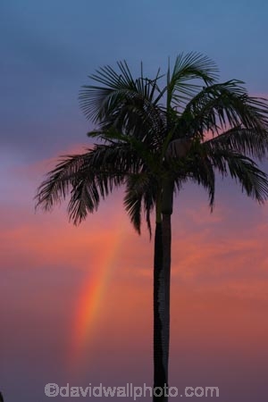 australasia;australia;australian;dusk;evening;gold-coast;natural;nature;nightfall;palm;palm-tree;palm-trees;palms;peaceful;peacefulness;purple;queensland;rainbow;rainbows;scene;scenes;serene;serenity;skies;sky;sunset;sunsets;tranquil;tranquility;travel;tree;trees;tropical;tropics;violet;weather