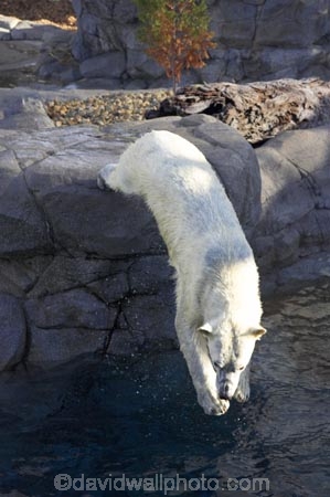 amusement-park;amusement-parks;animal;animals;artic;australasia;Australia;bear-bears;danger;dangerous;dive;diving;entertainment;fun;fun-park;fun-parks;Gold-Coast;holiday;holidays;jump;jumping;mammal;mammals;marine;Marine-life;park;parks;polar-bear;polar-bears;polarbear;pool;Queensland;Sea;sea-world;Surfers-Paradise;theme-park;theme-parks;tourism;travel;vacation;vacations;view;white
