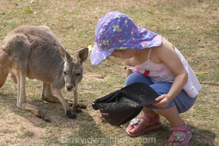 animal;animals;australasia;Australia;child;children;currumbin;currumbin-wildlife-park;Feeding;girl;girls;Gold-Coast;kangaroo;kangaroos;little-girl;mammal;mammals;marsupial;marsupials;Queensland;tame