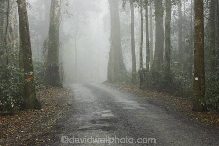 australasia;Australia;damp;fog;foggy;forest;forests;Gold-Coast;green;Hinterland;Lamington-National-Park;mist;misty;natural;nature;Queensland;rain-forest;rain-forests;rain_forest;rain_forests;rainforest;rainforests;Road;roads;s-bend;tranportation;transport;travel;tree;trees;wet;woods