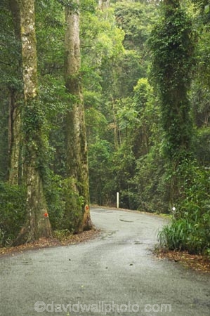 s;australasia;Australia;bend;damp;forest;forests;Gold-Coast;green;Hinterland;Lamington-National-Park;natural;nature;Queensland;rain-forest;rain-forests;rain_forest;rain_forests;rainforest;rainforests;Road;roads;s-bend;tranportation;transport;travel;tree;trees;wet;woods