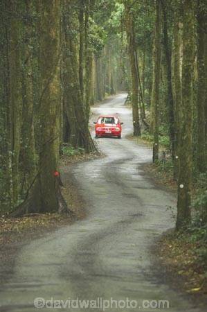 s;australasia;Australia;automobile;automobiles;bend;car;cars;damp;forest;forests;Gold-Coast;green;Hinterland;Lamington-National-Park;natural;nature;Queensland;rain-forest;rain-forests;rain_forest;rain_forests;rainforest;rainforests;red;Road;roads;s-bend;tranportation;transport;travel;traveling;travelling;tree;trees;trip;trips;trunk;trunks;vehicle;vehicles;wet;woods