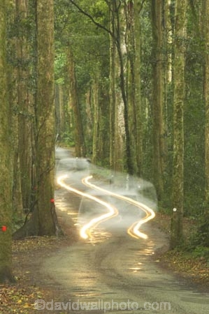 s;australasia;Australia;automobile;automobiles;bend;car;cars;damp;forest;forests;Gold-Coast;green;head-light;head-lights;head_light;head_lights;headlight;headlights;Hinterland;Lamington-National-Park;light-lights;natural;nature;Queensland;rain;rain-forest;rain-forests;rain_forest;rain_forests;rainforest;rainforests;rainy;Road;roads;s-bend;tranportation;transport;travel;traveling;travelling;tree;trees;trip;trips;trunk;trunks;vehicle;vehicles;wet;woods