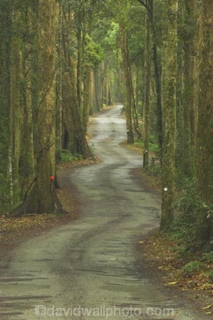 s;australasia;Australia;bend;damp;forest;forests;Gold-Coast;green;Hinterland;Lamington-National-Park;natural;nature;Queensland;rain-forest;rain-forests;rain_forest;rain_forests;rainforest;rainforests;Road;roads;s-bend;tranportation;transport;travel;tree;trees;wet;woods