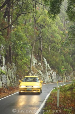 australasia;Australia;automobile;automobiles;car;cars;damp;forest;forests;Gold-Coast;green;head-light;head-lights;head_light;head_lights;headlight;headlights;Hinterland;narrow;natural;nature;Queensland;rain;rain-forest;rain-forests;rain_forest;rain_forests;rainforest;rainforests;rainy;Road;roads;slippery;Springbrook-National-Park;tranportation;transport;travel;traveling;travelling;tree;trees;trip;trips;vehicle;vehicles;wet;woods;yellow