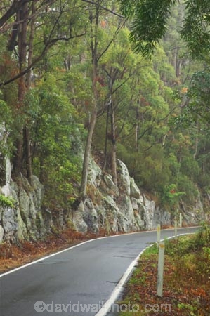 australasia;Australia;damp;forest;forests;Gold-Coast;green;Hinterland;narrow;natural;nature;Queensland;rain;rain-forest;rain-forests;rain_forest;rain_forests;rainforest;rainforests;rainy;Road;roads;Springbrook-National-Park;tranportation;transport;travel;tree;trees;wet;woods