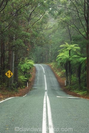 australasia;Australia;centre-line;centre-lines;centre_line;centre_lines;centreline;centrelines;damp;forest;forests;Gold-Coast;green;Hinterland;narrow;natural;nature;Queensland;rain;rain-forest;rain-forests;rain_forest;rain_forests;rainforest;rainforests;rainy;Road;roads;slippery;Springbrook-National-Park;tranportation;transport;travel;tree;trees;wet;woods