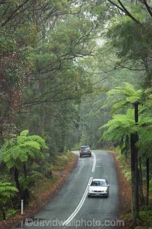australasia;Australia;automobile;automobiles;car;cars;centre-line;centre-lines;centre_line;centre_lines;centreline;centrelines;damp;forest;forests;Gold-Coast;green;Hinterland;narrow;natural;nature;Queensland;rain;rain-forest;rain-forests;rain_forest;rain_forests;rainforest;rainforests;rainy;Road;roads;slippery;Springbrook-National-Park;tranportation;transport;travel;traveling;travelling;tree;trees;trip;trips;vehicle;vehicles;wet;woods