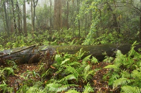 australasia;Australia;australian;damp;fern;ferns;forest;forests;Gold-Coast;green;Hinterland;lush;natural;nature;Queensland;rain;rain-forest;rain-forests;rain_forest;rain_forests;rainforest;rainforests;rainy;Springbrook-National-Park;tree;trees;wet;wilderness;woods