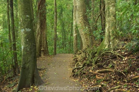 australasia;Australia;australian;bush;damp;footpath;footpaths;forest;forests;Gold-Coast;green;Hinterland;lush;natural;nature;path;paths;Queensland;rain;rain-forest;rain-forests;rain_forest;rain_forests;rainforest;rainforests;rainy;Springbrook-National-Park;track;tracks;tree;trees;trunk;trunks;walking-track;walking-tracks;wet;wilderness;woods
