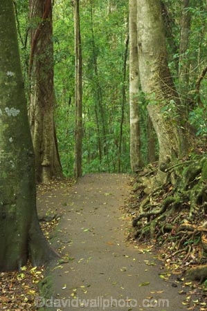 australasia;Australia;australian;damp;footpath;footpaths;forest;forests;Gold-Coast;green;Hinterland;lush;natural;nature;path;paths;Queensland;rain;rain-forest;rain-forests;rain_forest;rain_forests;rainforest;rainforests;rainy;Springbrook-National-Park;track;tracks;tree;trees;trunk;trunks;walking-track;walking-tracks;wet;wilderness;woods