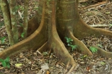 Australia;butress;butress-roots;butresses;buttress;buttresses;Queensland;rainforest-tree;root;roots