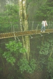 australasia;Australia;australian;bridge;bridges;canopy;canopy-walk;damp;exciting;forest;forests;Gold-Coast;green;high;Hinterland;Lamington-National-Park;natural;nature;OReillys;OReillys;pedestrian;Queensland;rain;rain-forest;rain-forests;rain_forest;rain_forests;rainforest;rainforests;rainy;tourist;tourists;tree;tree-top;tree_top;trees;treetop-walk;walkway;wet;woods
