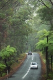 australasia;Australia;automobile;automobiles;car;cars;centre-line;centre-lines;centre_line;centre_lines;centreline;centrelines;damp;forest;forests;Gold-Coast;green;Hinterland;narrow;natural;nature;Queensland;rain;rain-forest;rain-forests;rain_forest;rain_forests;rainforest;rainforests;rainy;Road;roads;slippery;Springbrook-National-Park;tranportation;transport;travel;traveling;travelling;tree;trees;trip;trips;vehicle;vehicles;wet;woods