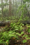 australasia;Australia;australian;damp;fern;ferns;forest;forests;Gold-Coast;green;Hinterland;lush;natural;nature;Queensland;rain;rain-forest;rain-forests;rain_forest;rain_forests;rainforest;rainforests;rainy;Springbrook-National-Park;tree;trees;wet;wilderness;woods