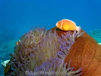 Agincourt-Reef;Agincourt-Reefs;Amphiprion-perideraion;Anemone;Anemones;australasian;Australia;australian;Barrier-Reef;coral-reef;coral-reefs;Coral-Sea;dive-site;dive-sites;diving;Ecosystem;Environment;False-skunk-striped-clown;False-skunk_striped-anemonefish;False-skunkstriped-anemonefish;fish;fishes;Great-Barrier-Reef;Great-Barrier-Reef-Marine-Park;marine;marine-environment;Marine-life;marinelife;North-Queensland;ocean;oceanlife;oceans;Pink-Anemonefish;Pink-Anemonefishes;Pink-skunk-clown;Pomacentridae;Qld;queensland;reef;reefs;ribbon-reef;ribbon-reefs;ribbonreef;ribbonreefs;Salmon-clownfish;scuba-diving;sea;sealife;seas;south-pacific;tasman-sea;Tropcial-North-Queensland;tropical-reef;tropical-reefs;under-water;under_water;undersea;underwater;underwater-photo;underwater-photography;underwater-photos;UNESCO-World-Heritage-Site;Whitebanded-anemonefish;Wiorld-Heritage-Site;world-heritage-area;World-Heritage-Park