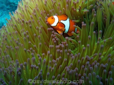 Agincourt-Reef;Agincourt-Reefs;Amphiprion-ocellaris;Anemone;Anemones;Australasian;Australia;Australian;Barrier-Reef;Clown-Anemonefish;Clown-Anemonefishes;clownfish;clownfishes;common-clownfish;common-clownfishes;coral-reef;coral-reefs;Coral-Sea;dive-site;dive-sites;diving;ecosystem;environment;false-clown-anemonefish;false-clown-anemonefishes;false_clown-anemonefish;false_clown-anemonefishes;fish;fishes;Great-Barrier-Reef;Great-Barrier-Reef-Marine-Park;marine;marine-environment;marine-life;marinelife;nemo;North-Queensland;Ocean;oceanlife;Oceans;Pomacentridae;Qld;Queensland;reef;reefs;ribbon-reef;ribbon-reefs;ribbonreef;ribbonreefs;scuba-diving;Sea;sealife;Seas;South-Pacific;Tasman-Sea;Tropcial-North-Queensland;tropical-reef;tropical-reefs;under-water;under_water;undersea;underwater;underwater-photo;underwater-photography;underwater-photos;UNESCO-World-Heritage-Site;Western-Anemonefish;western-clownfish;Western-Clownfishes;Wiorld-Heritage-Site;World-Heritage-Area;World-Heritage-Park