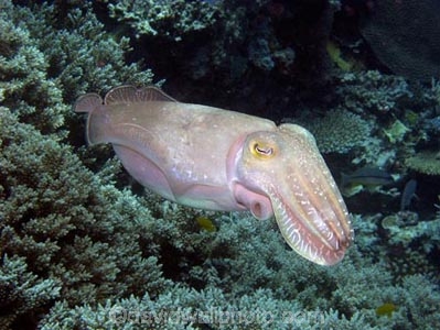 Agincourt-Reef;Agincourt-Reefs;Australasian;Australia;Australian;Barrier-Reef;Cephalopoda;coral-reef;coral-reefs;Coral-Sea;Cuttlefish;Cuttlefishes;cuttles;dive-site;dive-sites;diving;ecosystem;environment;fish;fishes;Great-Barrier-Reef;Great-Barrier-Reef-Marine-Park;invertibrate;marine;marine-environment;marine-life;marinelife;mollusc;mollusca;molluscs;mollusk;mollusks;North-Queensland;Ocean;oceanlife;Oceans;Qld;Queensland;reef;reefs;ribbon-reef;ribbon-reefs;ribbonreef;ribbonreefs;scuba-diving;Sea;sealife;Seas;Sepiida;Sepiidae;South-Pacific;Tasman-Sea;tentacle;tentacles;Tropcial-North-Queensland;tropical-reef;tropical-reefs;under-water;under_water;undersea;underwater;underwater-photo;underwater-photography;underwater-photos;UNESCO-World-Heritage-Site;Wiorld-Heritage-Site;World-Heritage-Area;World-Heritage-Park