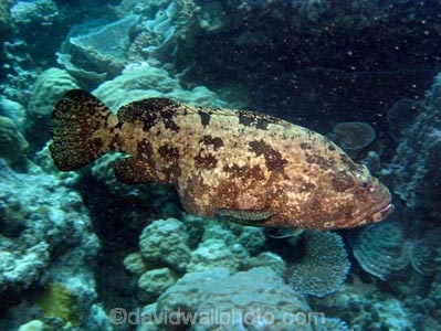 Agincourt-Reef;Agincourt-Reefs;Australasian;Australia;Australian;Barrier-Reef;coral-reef;coral-reefs;Coral-Sea;dive-site;dive-sites;diving;ecosystem;environment;Epinephelus-coioides;Estuary-Cod;fish;fishes;Great-Barrier-Reef;Great-Barrier-Reef-Marine-Park;Green-grouper;marine;marine-environment;marine-life;marinelife;North-Queensland;Ocean;oceanlife;Oceans;Orange_spotted-grouper;Qld;Queensland;reef;reefs;ribbon-reef;ribbon-reefs;ribbonreef;ribbonreefs;scuba-diving;Sea;sealife;Seas;South-Pacific;Tasman-Sea;Tropcial-North-Queensland;tropical-reef;tropical-reefs;under-water;under_water;undersea;underwater;underwater-photo;underwater-photography;underwater-photos;UNESCO-World-Heritage-Site;Wiorld-Heritage-Site;World-Heritage-Area;World-Heritage-Park