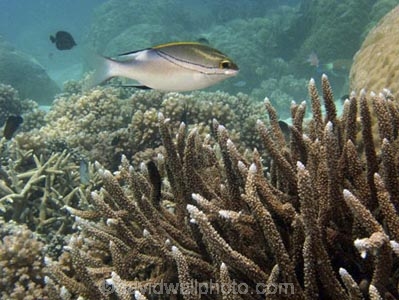 Agincourt-Reef;Agincourt-Reefs;Australasian;Australia;Australian;Barrier-Reef;Bridled-Monocle-Bream;Bridled-Monocle-Breams;Bridled-spinecheek;coral-reef;coral-reefs;Coral-Sea;dive-site;dive-sites;diving;ecosystem;environment;fish;fishes;Great-Barrier-Reef;Great-Barrier-Reef-Marine-Park;marine;marine-environment;marine-life;marinelife;North-Queensland;Ocean;oceanlife;Oceans;Qld;Queensland;reef;reefs;ribbon-reef;ribbon-reefs;ribbonreef;ribbonreefs;Scolopsis-bilineata;Scolopsis-bilineatus;scuba-diving;Sea;sealife;Seas;South-Pacific;Tasman-Sea;Tropcial-North-Queensland;tropical-reef;tropical-reefs;Two_lined-monocle-bream;Twoline-spinecheek;under-water;under_water;undersea;underwater;underwater-photo;underwater-photography;underwater-photos;UNESCO-World-Heritage-Site;Wiorld-Heritage-Site;World-Heritage-Area;World-Heritage-Park