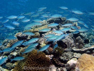 Agincourt-Reef;Agincourt-Reefs;Australasian;Australia;Australian;Barrier-Reef;Blue-and-Gold-Fusilier;Blue-and-Gold-Fusiliers;Caesio-caerulaurea;coral-reef;coral-reefs;Coral-Sea;dive-site;dive-sites;diving;ecosystem;environment;fish;fishes;Great-Barrier-Reef;Great-Barrier-Reef-Marine-Park;marine;marine-environment;marine-life;marinelife;North-Queensland;Ocean;oceanlife;Oceans;Qld;Queensland;reef;reefs;ribbon-reef;ribbon-reefs;ribbonreef;ribbonreefs;School;Scissor_tailed-fusilier;Scissor_tailed-fusiliers;Scissortail-fusilier;Scissortail-fusiliers;scuba-diving;Sea;sealife;Seas;shoal;shoals;South-Pacific;Tasman-Sea;Tropcial-North-Queensland;tropical-reef;tropical-reefs;under-water;under_water;undersea;underwater;underwater-photo;underwater-photography;underwater-photos;UNESCO-World-Heritage-Site;Wiorld-Heritage-Site;World-Heritage-Area;World-Heritage-Park