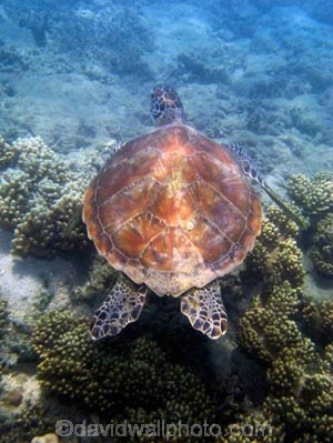 Australasian;Australia;australian;Barrier-Reef;cay;cays;Chelonia-mydas;Cheloniidae;coasts;coral-cay;coral-cays;coral-reef;coral-reefs;Coral-Sea;dive-site;dive-sites;diving;Ecosystem;Environment;Great-Barrier-Reef;Great-Barrier-Reef-Marine-Park;Green-Turtle;Green-Turtles;Low-Is;Low-Is.;Low-Island;Low-Islands;Low-Isles;marine;marine-environment;marine-life;marinelife;North-Queensland;ocean;oceanlife;Oceans;Qld;queensland;reef;reefs;sand-cay;sand-cays;scuba-diving;sea;sea-turtles;sea-tutle;sealife;Seas;snorkeling;South-Pacific;tasman-sea;Tropcial-North-Queensland;tropical;tropical-reef;tropical-reefs;under-water;under_water;undersea;underwater;underwater-photo;underwater-photography;underwater-photos;UNESCO-World-Heritage-Site;water;Wiorld-Heritage-Site;world-heritage-area;World-Heritage-Park;world-heritage-site