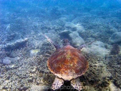 Australasian;Australia;australian;Barrier-Reef;cay;cays;Chelonia-mydas;Cheloniidae;coasts;coral-cay;coral-cays;coral-reef;coral-reefs;Coral-Sea;dive-site;dive-sites;diving;Ecosystem;Environment;Great-Barrier-Reef;Great-Barrier-Reef-Marine-Park;Green-Turtle;Green-Turtles;Low-Is;Low-Is.;Low-Island;Low-Islands;Low-Isles;marine;marine-environment;marine-life;marinelife;North-Queensland;ocean;oceanlife;Oceans;Qld;queensland;reef;reefs;sand-cay;sand-cays;scuba-diving;sea;sea-turtles;sea-tutle;sealife;Seas;snorkeling;South-Pacific;tasman-sea;Tropcial-North-Queensland;tropical;tropical-reef;tropical-reefs;under-water;under_water;undersea;underwater;underwater-photo;underwater-photography;underwater-photos;UNESCO-World-Heritage-Site;water;Wiorld-Heritage-Site;world-heritage-area;World-Heritage-Park;world-heritage-site