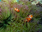 Agincourt-Reef;Agincourt-Reefs;Amphiprion-ocellaris;Anemone;Anemones;Australasian;Australia;Australian;Barrier-Reef;Clown-Anemonefish;Clown-Anemonefishes;clownfish;clownfishes;common-clownfish;common-clownfishes;coral-reef;coral-reefs;Coral-Sea;dive-site;dive-sites;diving;ecosystem;environment;false-clown-anemonefish;false-clown-anemonefishes;false_clown-anemonefish;false_clown-anemonefishes;fish;fishes;Great-Barrier-Reef;Great-Barrier-Reef-Marine-Park;marine;marine-environment;marine-life;marinelife;nemo;North-Queensland;Ocean;oceanlife;Oceans;Pomacentridae;Qld;Queensland;reef;reefs;ribbon-reef;ribbon-reefs;ribbonreef;ribbonreefs;scuba-diving;Sea;sealife;Seas;South-Pacific;Tasman-Sea;Tropcial-North-Queensland;tropical-reef;tropical-reefs;under-water;under_water;undersea;underwater;underwater-photo;underwater-photography;underwater-photos;UNESCO-World-Heritage-Site;Western-Anemonefish;western-clownfish;Western-Clownfishes;Wiorld-Heritage-Site;World-Heritage-Area;World-Heritage-Park