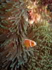 Agincourt-Reef;Agincourt-Reefs;Amphiprion-perideraion;Anemone;Anemones;australasian;Australia;australian;Barrier-Reef;coral-reef;coral-reefs;Coral-Sea;dive-site;dive-sites;diving;Ecosystem;Environment;False-skunk-striped-clown;False-skunk_striped-anemonefish;False-skunkstriped-anemonefish;fish;fishes;Great-Barrier-Reef;Great-Barrier-Reef-Marine-Park;marine;marine-environment;Marine-life;marinelife;North-Queensland;ocean;oceanlife;oceans;Pink-Anemonefish;Pink-Anemonefishes;Pink-skunk-clown;Pomacentridae;Qld;queensland;reef;reefs;ribbon-reef;ribbon-reefs;ribbonreef;ribbonreefs;Salmon-clownfish;scuba-diving;sea;sealife;seas;south-pacific;tasman-sea;Tropcial-North-Queensland;tropical-reef;tropical-reefs;under-water;under_water;undersea;underwater;underwater-photo;underwater-photography;underwater-photos;UNESCO-World-Heritage-Site;Whitebanded-anemonefish;Wiorld-Heritage-Site;world-heritage-area;World-Heritage-Park