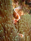 Agincourt-Reef;Agincourt-Reefs;Amphiprion-perideraion;Anemone;Anemones;australasian;Australia;australian;Barrier-Reef;coral-reef;coral-reefs;Coral-Sea;dive-site;dive-sites;diving;Ecosystem;Environment;False-skunk-striped-clown;False-skunk_striped-anemonefish;False-skunkstriped-anemonefish;fish;fishes;Great-Barrier-Reef;Great-Barrier-Reef-Marine-Park;marine;marine-environment;Marine-life;marinelife;North-Queensland;ocean;oceanlife;oceans;Pink-Anemonefish;Pink-Anemonefishes;Pink-skunk-clown;Pomacentridae;Qld;queensland;reef;reefs;ribbon-reef;ribbon-reefs;ribbonreef;ribbonreefs;Salmon-clownfish;scuba-diving;sea;sealife;seas;south-pacific;tasman-sea;Tropcial-North-Queensland;tropical-reef;tropical-reefs;under-water;under_water;undersea;underwater;underwater-photo;underwater-photography;underwater-photos;UNESCO-World-Heritage-Site;Whitebanded-anemonefish;Wiorld-Heritage-Site;world-heritage-area;World-Heritage-Park