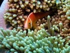 Agincourt-Reef;Agincourt-Reefs;Amphiprion-perideraion;Anemone;Anemones;australasian;Australia;australian;Barrier-Reef;coral-reef;coral-reefs;Coral-Sea;dive-site;dive-sites;diving;Ecosystem;Environment;False-skunk-striped-clown;False-skunk_striped-anemonefish;False-skunkstriped-anemonefish;fish;fishes;Great-Barrier-Reef;Great-Barrier-Reef-Marine-Park;marine;marine-environment;Marine-life;marinelife;North-Queensland;ocean;oceanlife;oceans;Pink-Anemonefish;Pink-Anemonefishes;Pink-skunk-clown;Pomacentridae;Qld;queensland;reef;reefs;ribbon-reef;ribbon-reefs;ribbonreef;ribbonreefs;Salmon-clownfish;scuba-diving;sea;sealife;seas;south-pacific;tasman-sea;Tropcial-North-Queensland;tropical-reef;tropical-reefs;under-water;under_water;undersea;underwater;underwater-photo;underwater-photography;underwater-photos;UNESCO-World-Heritage-Site;Whitebanded-anemonefish;Wiorld-Heritage-Site;world-heritage-area;World-Heritage-Park