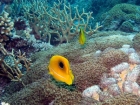Agincourt-Reef;Agincourt-Reefs;Archer-Butterflyfish;Australasian;Australia;Australian;Barrier-Reef;Bennetts-Butterflyfish;Bennetts-Butterflyfishes;Bennetts-Coralfish;Bennetts-Butterflyfish;Bennetts-Butterflyfishes;Chaetodon-bennetti;Chaetodontidae;coral-reef;coral-reefs;Coral-Sea;dive-site;dive-sites;diving;ecosystem;environment;fish;fishes;Great-Barrier-Reef;Great-Barrier-Reef-Marine-Park;marine;marine-environment;marine-life;marinelife;North-Queensland;Ocean;oceanlife;Oceans;Qld;Queensland;reef;reefs;ribbon-reef;ribbon-reefs;ribbonreef;ribbonreefs;scuba-diving;Sea;sealife;Seas;South-Pacific;Tasman-Sea;Tropcial-North-Queensland;tropical-reef;tropical-reefs;under-water;under_water;undersea;underwater;underwater-photo;underwater-photography;underwater-photos;UNESCO-World-Heritage-Site;Wiorld-Heritage-Site;World-Heritage-Area;World-Heritage-Park;yellow