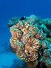 Agincourt-Reef;Agincourt-Reefs;Australasian;Australia;Australian;Barrier-Reef;bivalve-mollusc;clam;clams;coral-reef;coral-reefs;Coral-Sea;dive-site;dive-sites;diving;ecosystem;environment;Giant-Clam;Giant-Clams;Great-Barrier-Reef;Great-Barrier-Reef-Marine-Park;iridophores;mantle;marine;marine-environment;marine-life;marinelife;mollusc;molluscs;mollusk;mollusks;North-Queensland;Ocean;oceanlife;Oceans;Qld;Queensland;reef;reefs;ribbon-reef;ribbon-reefs;ribbonreef;ribbonreefs;scuba-diving;Sea;sealife;Seas;shell-fish;shellfish;South-Pacific;Tasman-Sea;Tropcial-North-Queensland;tropical-reef;tropical-reefs;under-water;under_water;undersea;underwater;underwater-photo;underwater-photography;underwater-photos;UNESCO-World-Heritage-Site;Wiorld-Heritage-Site;World-Heritage-Area;World-Heritage-Park