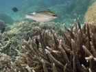 Agincourt-Reef;Agincourt-Reefs;Australasian;Australia;Australian;Barrier-Reef;Bridled-Monocle-Bream;Bridled-Monocle-Breams;Bridled-spinecheek;coral-reef;coral-reefs;Coral-Sea;dive-site;dive-sites;diving;ecosystem;environment;fish;fishes;Great-Barrier-Reef;Great-Barrier-Reef-Marine-Park;marine;marine-environment;marine-life;marinelife;North-Queensland;Ocean;oceanlife;Oceans;Qld;Queensland;reef;reefs;ribbon-reef;ribbon-reefs;ribbonreef;ribbonreefs;Scolopsis-bilineata;Scolopsis-bilineatus;scuba-diving;Sea;sealife;Seas;South-Pacific;Tasman-Sea;Tropcial-North-Queensland;tropical-reef;tropical-reefs;Two_lined-monocle-bream;Twoline-spinecheek;under-water;under_water;undersea;underwater;underwater-photo;underwater-photography;underwater-photos;UNESCO-World-Heritage-Site;Wiorld-Heritage-Site;World-Heritage-Area;World-Heritage-Park