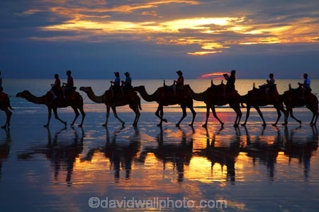 Australasian;Australia;Australian;Broome;Cable-Beach;camel;camel-train;camel-trains;camels;cloud;clouds;dusk;evening;icon;iconic;icons;Kimberley;Kimberley-Region;last-light;late-light;nightfall;orange;silhouette;silhouettes;sky;sunset;sunsets;The-Kimberley;tourism;tourist;tourist-attraction;tourist-attractions;tourists;twilight;W.A.;WA;West-Australia;Western-Australia