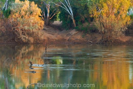 Australasian;Australia;Australian;causeway;crossing;crossing-point;Fitzroy-Crossing;Fitzroy-River;Kimberley;Kimberley-Region;river;The-Kimberley;W.A.;WA;West-Australia;Western-Australia