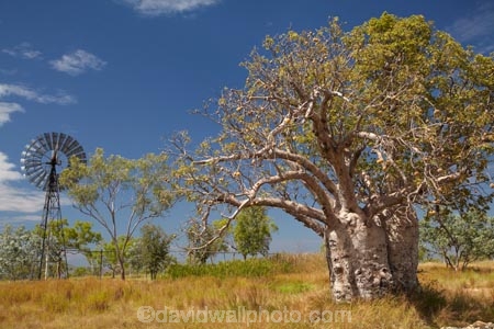 Adansonia-gregorii;Australasia;Australasian;Australia;Australian;Australian-baobab;Australian-Desert;Australian-Outback;back-country;backcountry;backwoods;baobab-tree;baobab-trees;boab-tree;boab-trees;bottle-tree;bottle-trees;country;countryside;cream-of-tartar-tree;d;Derby;gadawon;geographic;geography;gourd_gourd-tree;Great-Northern-Highway;Kimberley;Kimberley-Region;Outback;remote;remoteness;rural;The-Kimberley;tree;trees;Turkey-Creek;W.A.;WA;Warmun;West-Australia;Western-Australia;wilderness;windmill;windmills