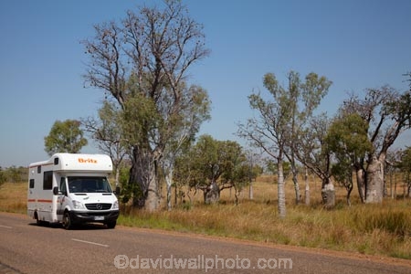 Adansonia-gregorii;Australasia;Australasian;Australia;Australian;Australian-baobab;Australian-Desert;Australian-Outback;back-country;backcountry;backwoods;baobab-tree;baobab-trees;boab-tree;boab-trees;bottle-tree;bottle-trees;Britz-Campervan;Britz-Campervans;camper;camper-van;camper-vans;camper_van;camper_vans;campers;campervan;campervans;country;countryside;cream-of-tartar-tree;d;Derby;driving;gadawon;geographic;geography;gourd_gourd-tree;Great-Northern-Highway;highway;highways;holiday;holidays;Kimberley;Kimberley-Region;motor-caravan;motor-caravans;motor-home;motor-homes;motor_home;motor_homes;motorhome;motorhomes;open-road;open-roads;outback;remote;remoteness;road;road-trip;roads;rural;The-Kimberley;tour;touring;tourism;tourist;tourists;transport;transportation;travel;traveler;travelers;traveling;traveller;travellers;travelling;tree;trees;trip;vacation;vacations;van;vans;W.A.;WA;West-Australia;Western-Australia;wilderness