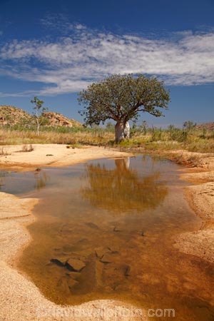 Adansonia-gregorii;Australasia;Australasian;Australia;Australian;Australian-baobab;Australian-Desert;Australian-Outback;back-country;backcountry;backwoods;baobab-tree;baobab-trees;billabong;billabongs;boab-tree;boab-trees;bottle-tree;bottle-trees;country;countryside;cream-of-tartar-tree;d;Derby;gadawon;geographic;geography;gourd_gourd-tree;Great-Northern-Highway;Kimberley;Kimberley-Region;Outback;pond;ponds;puddle;rainy-season;remote;remoteness;rural;seasonal-waterhole;The-Kimberley;tree;tree-trunk;tree-trunks;trees;trunk;trunks;Turkey-Creek;W.A.;WA;Warmun;waterhole;waterholes;West-Australia;Western-Australia;wet-season;wilderness
