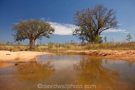 Adansonia-gregorii;Australasia;Australasian;Australia;Australian;Australian-baobab;Australian-Desert;Australian-Outback;back-country;backcountry;backwoods;baobab-tree;baobab-trees;billabong;billabongs;boab-tree;boab-trees;bottle-tree;bottle-trees;country;countryside;cream-of-tartar-tree;d;Derby;gadawon;geographic;geography;gourd_gourd-tree;Great-Northern-Highway;Kimberley;Kimberley-Region;Outback;pond;ponds;puddle;rainy-season;remote;remoteness;rural;seasonal-waterhole;The-Kimberley;tree;tree-trunk;tree-trunks;trees;trunk;trunks;Turkey-Creek;W.A.;WA;Warmun;waterhole;waterholes;West-Australia;Western-Australia;wet-season;wilderness