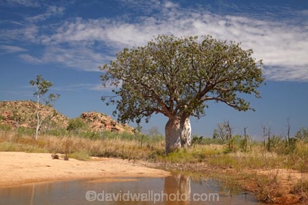 Adansonia-gregorii;Australasia;Australasian;Australia;Australian;Australian-baobab;Australian-Desert;Australian-Outback;back-country;backcountry;backwoods;baobab-tree;baobab-trees;billabong;billabongs;boab-tree;boab-trees;bottle-tree;bottle-trees;country;countryside;cream-of-tartar-tree;d;Derby;gadawon;geographic;geography;gourd_gourd-tree;Great-Northern-Highway;Kimberley;Kimberley-Region;Outback;pond;ponds;puddle;rainy-season;remote;remoteness;rural;seasonal-waterhole;The-Kimberley;tree;tree-trunk;tree-trunks;trees;trunk;trunks;Turkey-Creek;W.A.;WA;Warmun;waterhole;waterholes;West-Australia;Western-Australia;wet-season;wilderness