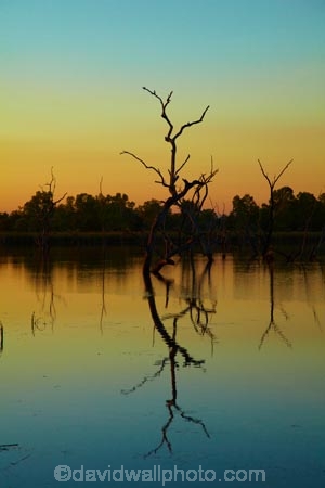 Australasian;Australia;Australian;break-of-day;calm;dawn;dawning;daybreak;dead-tree;dead-trees;drowned-trees;drwoned-tree;dusk;evening;first-light;Kimberley;Kimberley-Region;Kununurra;lagoon;lagoons;lake;Lake-Kununurra;lakes;Lily-Creek-Lagoon;Lily-Lagoon;morning;nightfall;orange;placid;quiet;reflection;reflections;serene;sky;smooth;still;sunrise;sunrises;sunset;sunsets;sunup;The-Kimberley;tranquil;twilight;W.A.;WA;water;West-Australia;Western-Australia