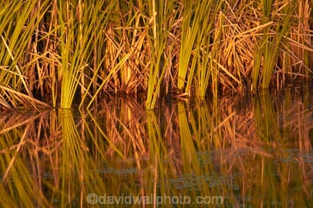 Australasian;Australia;Australian;calm;early-light;Kimberley;Kimberley-Region;Kununurra;lagoon;lagoons;lake;Lake-Kununurra;lakes;Lily-Creek-Lagoon;Lily-Lagoon;placid;quiet;reed;reeds;reflection;reflections;serene;smooth;still;The-Kimberley;tranquil;W.A.;WA;water;West-Australia;Western-Australia