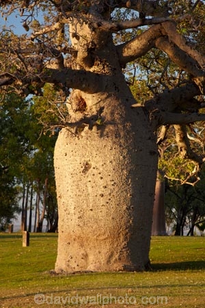 Adansonia-gregorii;Australasian;Australia;Australian;Australian-baobab;baobab-tree;baobab-trees;boab-tree;boab-trees;bottle-tree;bottle-trees;Celebrity-Tree-Park;cream-of-tartar-tree;gadawon;gourd_gourd-tree;Kimberley;Kimberley-Region;Kununurra;The-Kimberley;tree;trees;W.A.;WA;West-Australia;Western-Australia