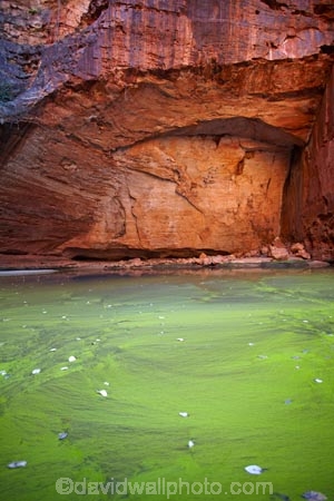 algae;arid;Australasia;Australasian;Australia;Australian;Australian-Outback;back-country;backcountry;backwoods;billabong;billabongs;box-canyon;box-canyons;Bungle-Bungle;Bungle-Bungle-Range;Bungle-Bungles;canyon;canyons;Cathedral-Gorge;chasm;chasms;country;countryside;geographic;geography;geological;geology;gorge;gorges;green-algae;Kimberley;Kimberley-Region;Outback;pool;pools;Purnululu-N.P.;Purnululu-National-Park;Purnululu-NP;remote;remoteness;rock;rock-formation;rock-formations;rock-outcrop;rock-outcrops;rocks;rural;The-Kimberley;UN-world-heritage-area;UN-world-heritage-site;UNESCO-World-Heritage-area;UNESCO-World-Heritage-Site;united-nations-world-heritage-area;united-nations-world-heritage-site;W.A.;WA;water;waterhole;waterholes;West-Australia;Western-Australia;wilderness;world-heritage;world-heritage-area;world-heritage-areas;World-Heritage-Park;World-Heritage-site;World-Heritage-Sites