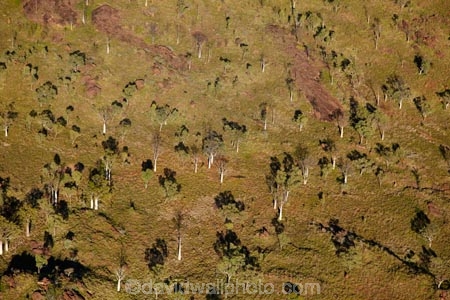 Adansonia-gregorii;aerial;aerial-photo;aerial-photograph;aerial-photographs;aerial-photography;aerial-photos;aerial-view;aerial-views;aerials;arid;Australasia;Australasian;Australia;Australian;Australian-baobab;Australian-Outback;back-country;backcountry;backwoods;baobab-tree;baobab-trees;boab-tree;boab-trees;bottle-tree;bottle-trees;country;countryside;cream-of-tartar-tree;East-Kimberley;gadawon;geographic;geography;gourd_gourd-tree;grass;grass-plains;grassland;Kimberley;Kimberley-Region;Outback;Purnululu-Conservation-Reserve;remote;remoteness;rural;The-Kimberley;tree;trees;Turkey-Creek;W.A.;WA;Warmun;West-Australia;Western-Australia;wilderness