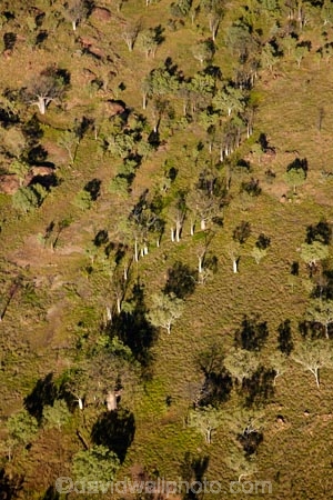 Adansonia-gregorii;aerial;aerial-photo;aerial-photograph;aerial-photographs;aerial-photography;aerial-photos;aerial-view;aerial-views;aerials;arid;Australasia;Australasian;Australia;Australian;Australian-baobab;Australian-Outback;back-country;backcountry;backwoods;baobab-tree;baobab-trees;boab-tree;boab-trees;bottle-tree;bottle-trees;country;countryside;cream-of-tartar-tree;East-Kimberley;gadawon;geographic;geography;gourd_gourd-tree;grass;grass-plains;grassland;Kimberley;Kimberley-Region;Outback;Purnululu-Conservation-Reserve;remote;remoteness;rural;The-Kimberley;tree;trees;Turkey-Creek;W.A.;WA;Warmun;West-Australia;Western-Australia;wilderness